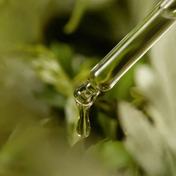 [ImFrom] Mugwort Serum 30ml